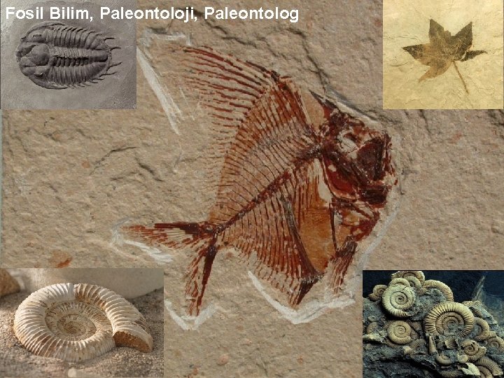 Fosil Bilim, Paleontoloji, Paleontolog 