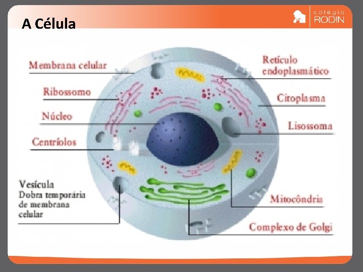 A Célula 