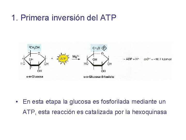 1. Primera inversión del ATP • En esta etapa la glucosa es fosforilada mediante