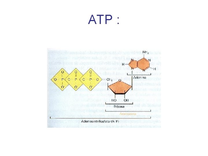 ATP : 