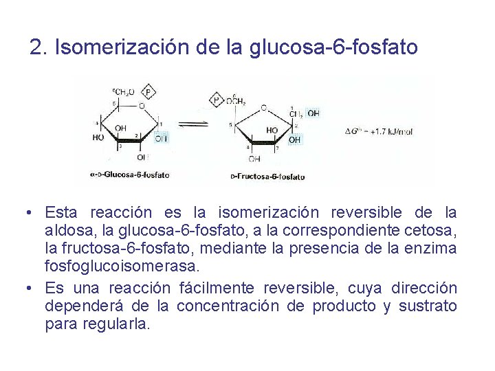 2. Isomerización de la glucosa-6 -fosfato • Esta reacción es la isomerización reversible de