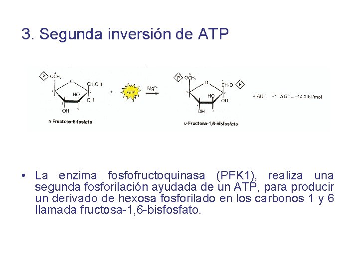 3. Segunda inversión de ATP • La enzima fosfofructoquinasa (PFK 1), realiza una segunda