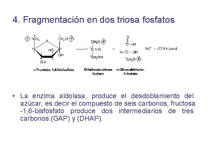 4. Fragmentación en dos triosa fosfatos • La enzima aldolasa, produce el desdoblamiento del