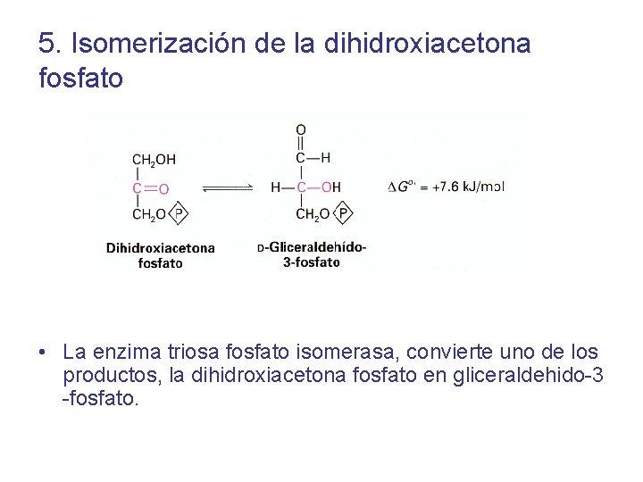 5. Isomerización de la dihidroxiacetona fosfato • La enzima triosa fosfato isomerasa, convierte uno