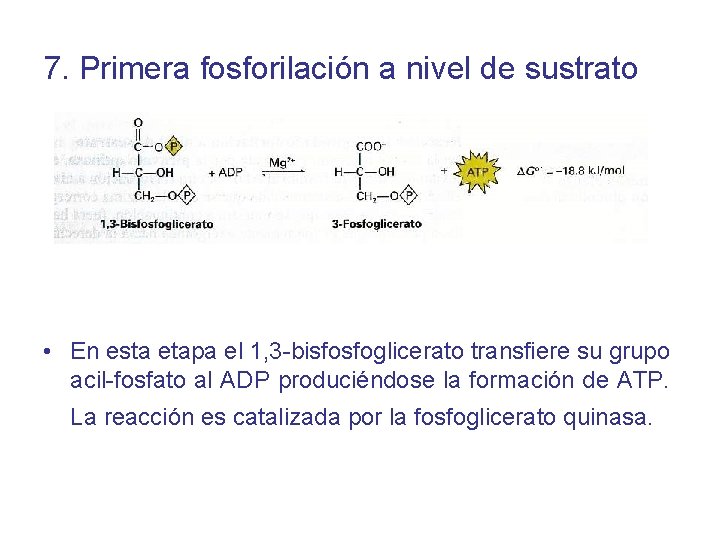 7. Primera fosforilación a nivel de sustrato • En esta etapa el 1, 3