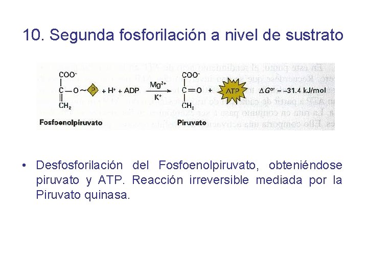 10. Segunda fosforilación a nivel de sustrato • Desfosforilación del Fosfoenolpiruvato, obteniéndose piruvato y