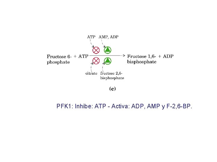 PFK 1: Inhibe: ATP - Activa: ADP, AMP y F-2, 6 -BP. 