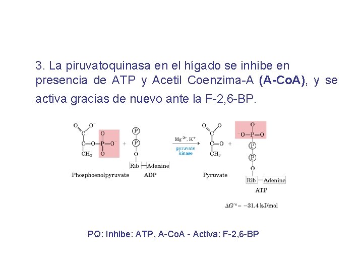 3. La piruvatoquinasa en el hígado se inhibe en presencia de ATP y Acetil
