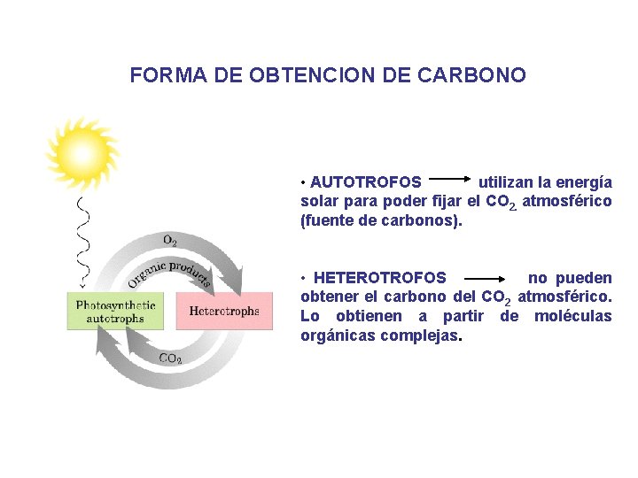 FORMA DE OBTENCION DE CARBONO • AUTOTROFOS utilizan la energía solar para poder fijar