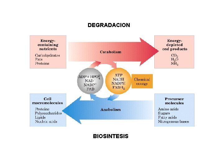 DEGRADACION BIOSINTESIS 