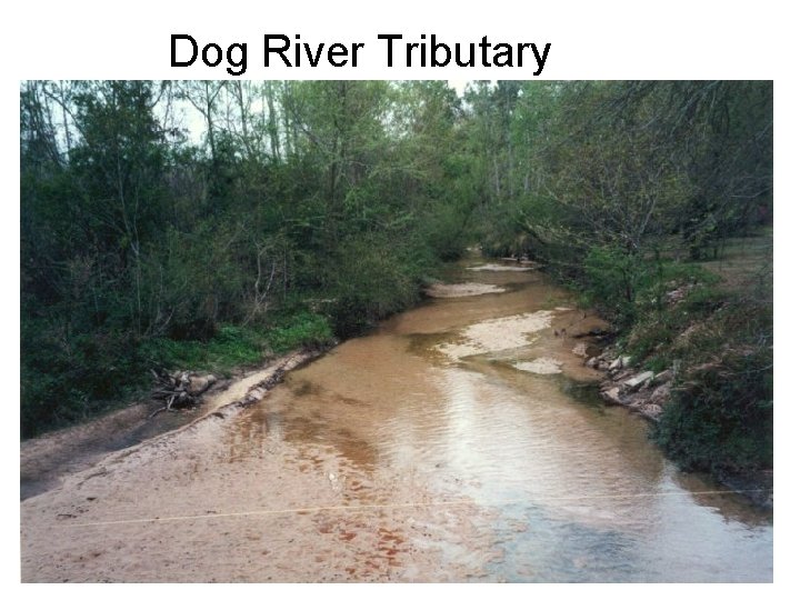 Dog River Tributary 