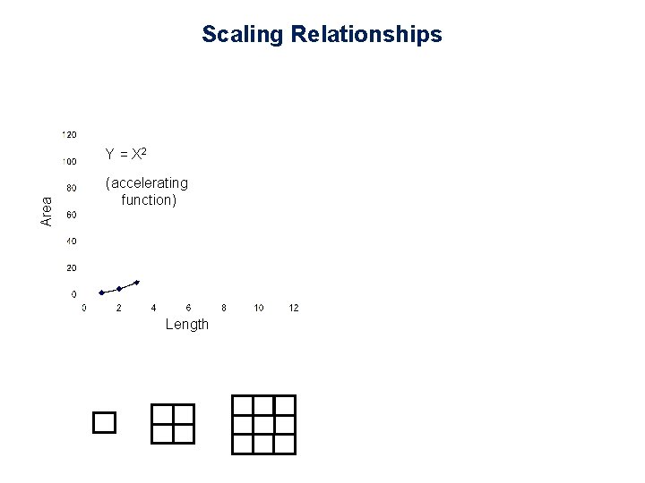 Scaling Relationships Area Y = X 2 (accelerating function) Length 