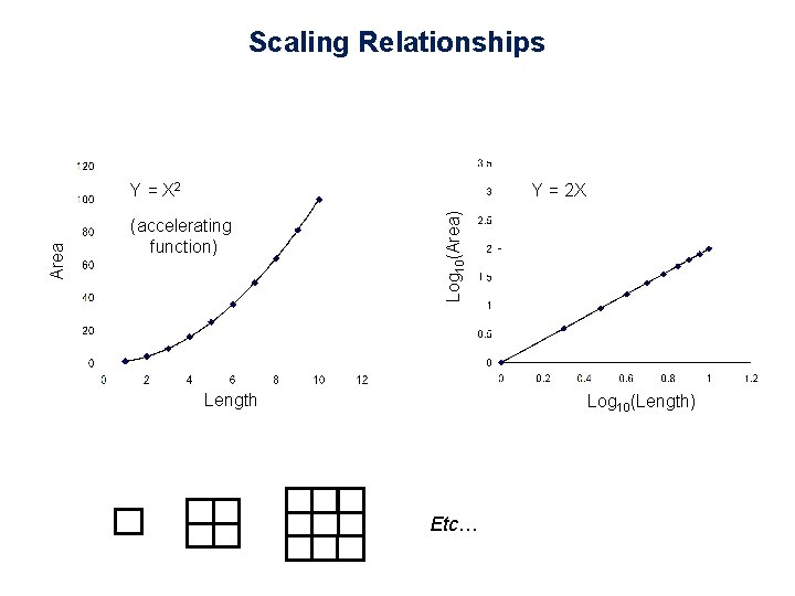 Scaling Relationships Y = 2 X (accelerating function) Log 10(Area) Area Y = X