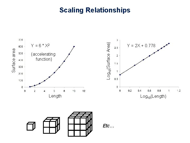 Surface area Y = 6 * X 2 (accelerating function) Log 10(Surface Area) Scaling