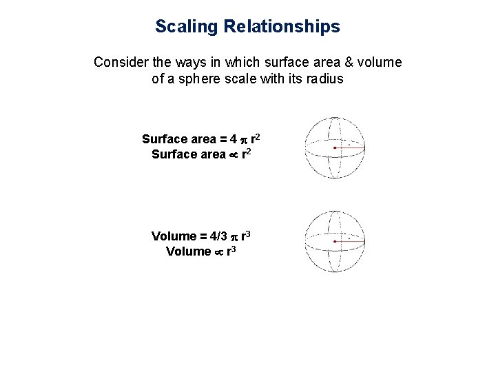 Scaling Relationships Consider the ways in which surface area & volume of a sphere
