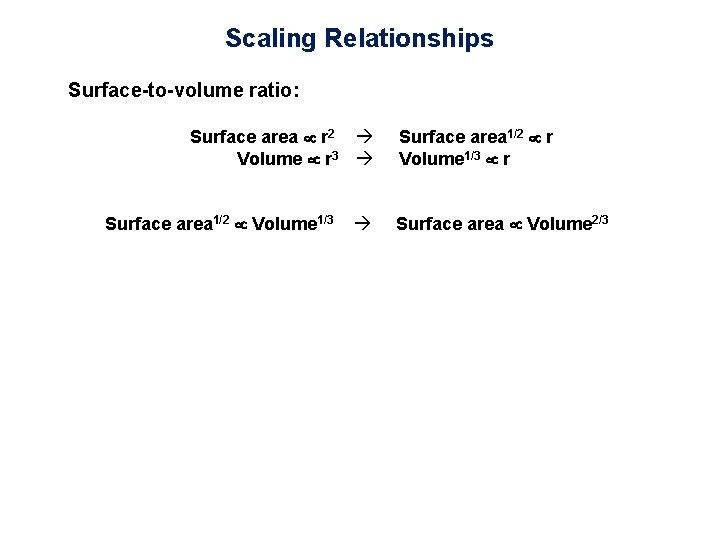Scaling Relationships Surface-to-volume ratio: Surface area r 2 Volume r 3 Surface area 1/2