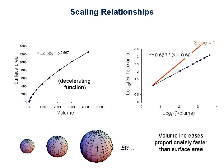 Scaling Relationships Y=4. 83 * X 0. 667 (decelerating function) Log 10(Surface area) Surface