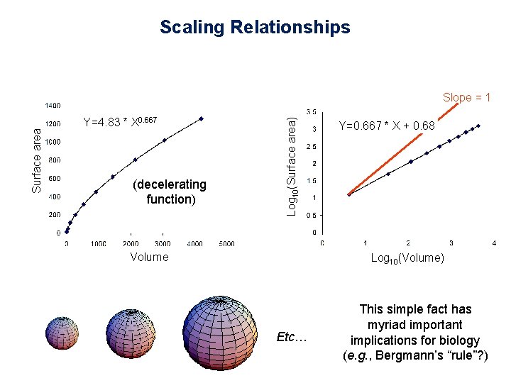 Scaling Relationships Y=4. 83 * X 0. 667 (decelerating function) Log 10(Surface area) Surface