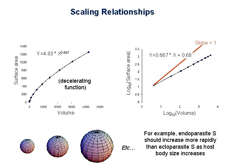 Scaling Relationships Y=4. 83 * X 0. 667 (decelerating function) Log 10(Surface area) Surface