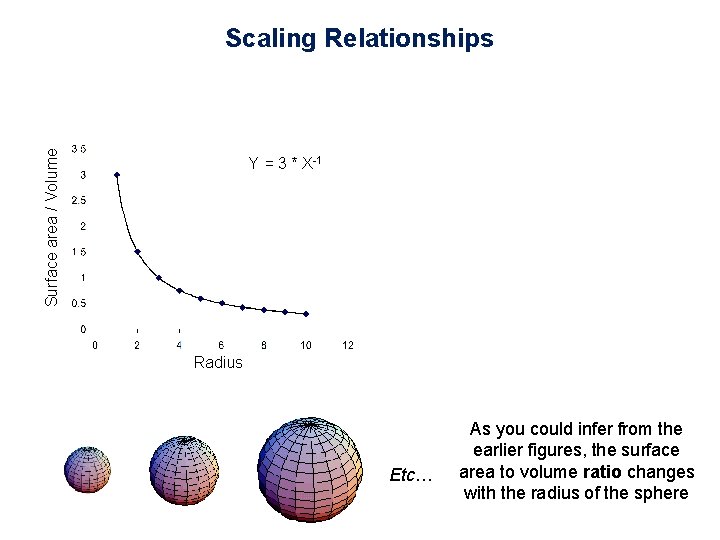 Surface area / Volume Scaling Relationships Y = 3 * X-1 Radius Etc… As