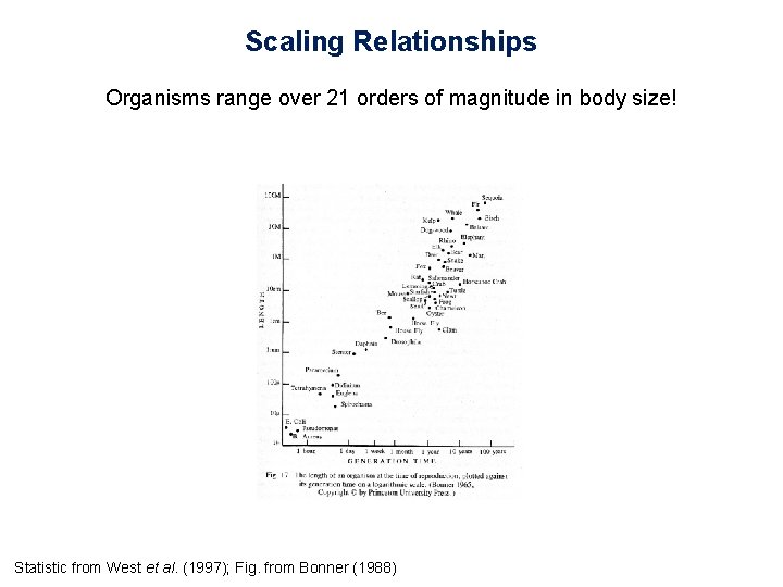 Scaling Relationships Organisms range over 21 orders of magnitude in body size! Statistic from