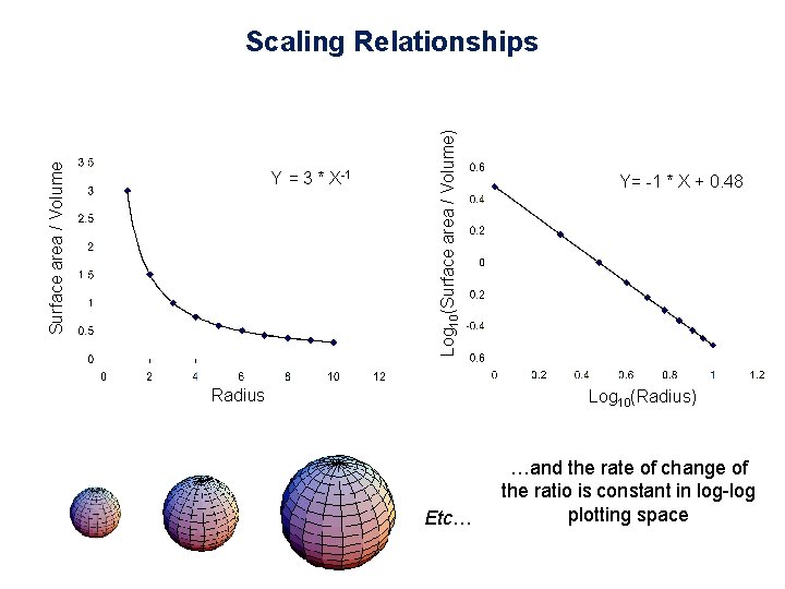 Y = 3 * X-1 Log 10(Surface area / Volume) Surface area / Volume