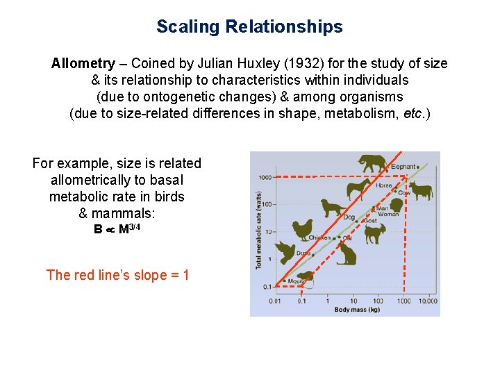 Scaling Relationships Allometry – Coined by Julian Huxley (1932) for the study of size