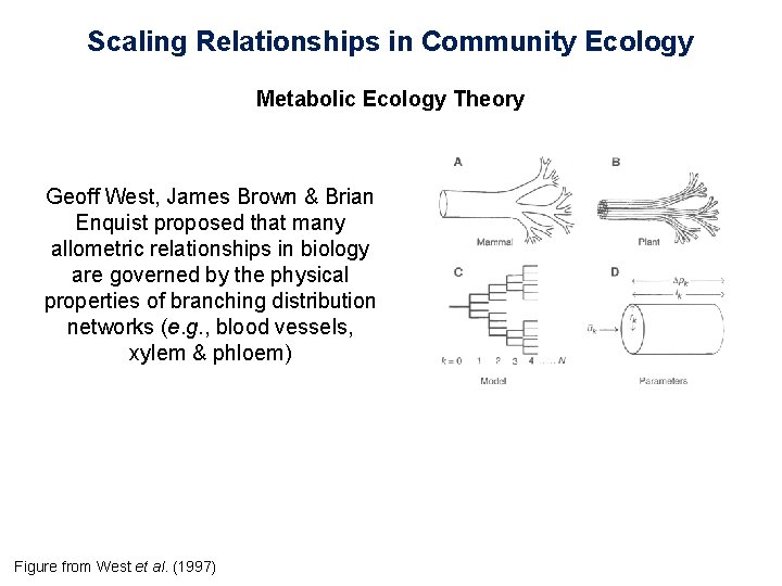 Scaling Relationships in Community Ecology Metabolic Ecology Theory Geoff West, James Brown & Brian