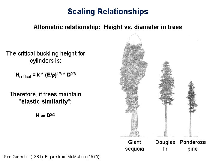 Scaling Relationships Allometric relationship: Height vs. diameter in trees The critical buckling height for