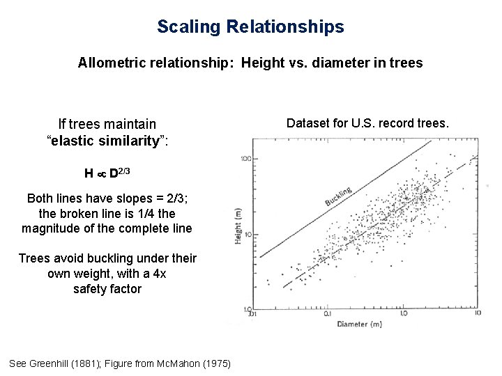 Scaling Relationships Allometric relationship: Height vs. diameter in trees If trees maintain “elastic similarity”:
