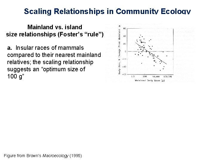 Scaling Relationships in Community Ecology Mainland vs. island size relationships (Foster’s “rule”) a. Insular