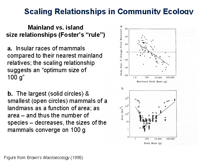 Scaling Relationships in Community Ecology Mainland vs. island size relationships (Foster’s “rule”) a. Insular