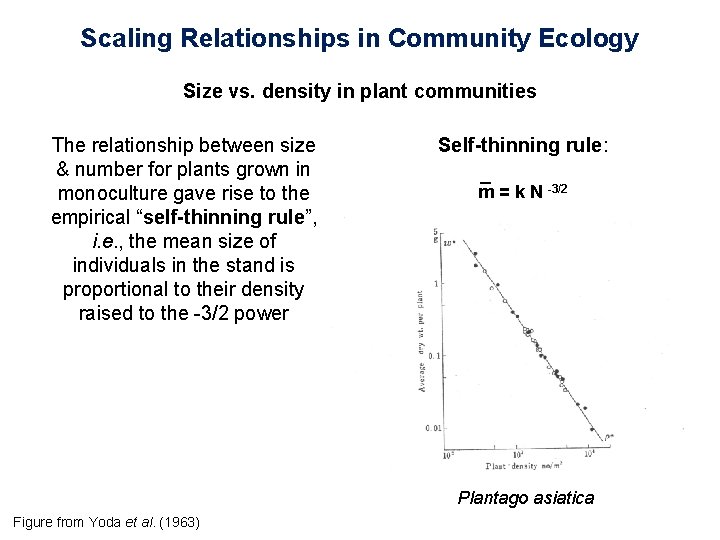 Scaling Relationships in Community Ecology Size vs. density in plant communities The relationship between