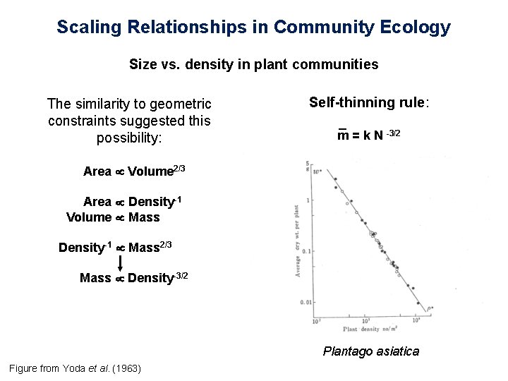 Scaling Relationships in Community Ecology Size vs. density in plant communities The similarity to