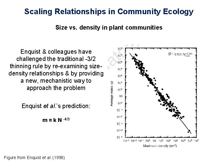 Scaling Relationships in Community Ecology Size vs. density in plant communities Enquist & colleagues