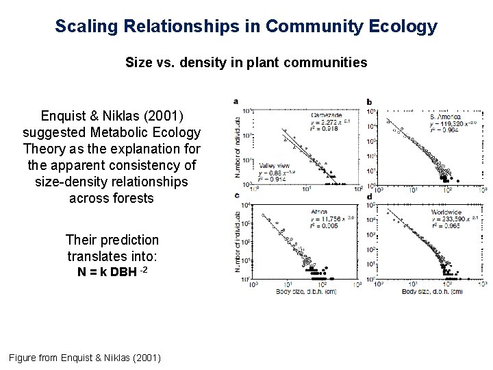 Scaling Relationships in Community Ecology Size vs. density in plant communities Enquist & Niklas