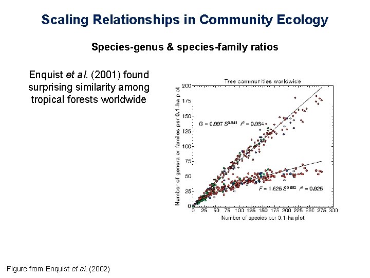 Scaling Relationships in Community Ecology Species-genus & species-family ratios Enquist et al. (2001) found