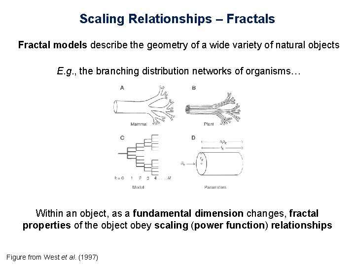 Scaling Relationships – Fractals Fractal models describe the geometry of a wide variety of
