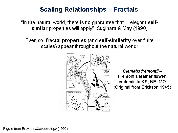 Scaling Relationships – Fractals “In the natural world, there is no guarantee that… elegant