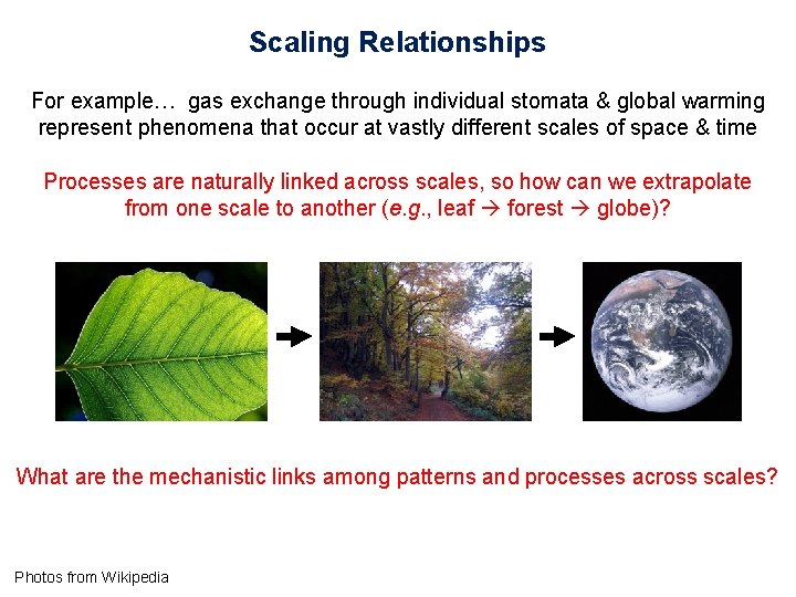 Scaling Relationships For example… gas exchange through individual stomata & global warming represent phenomena
