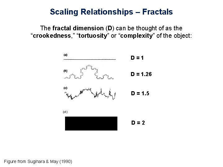 Scaling Relationships – Fractals The fractal dimension (D) can be thought of as the