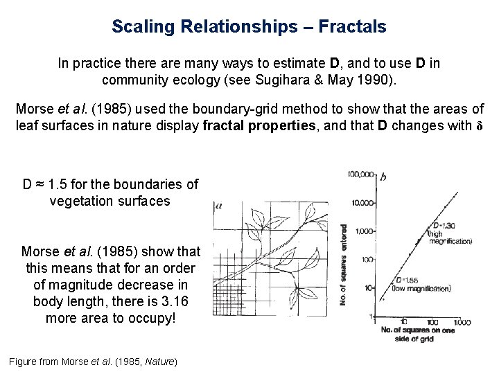 Scaling Relationships – Fractals In practice there are many ways to estimate D, and