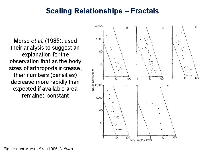 Scaling Relationships – Fractals Morse et al. (1985), used their analysis to suggest an