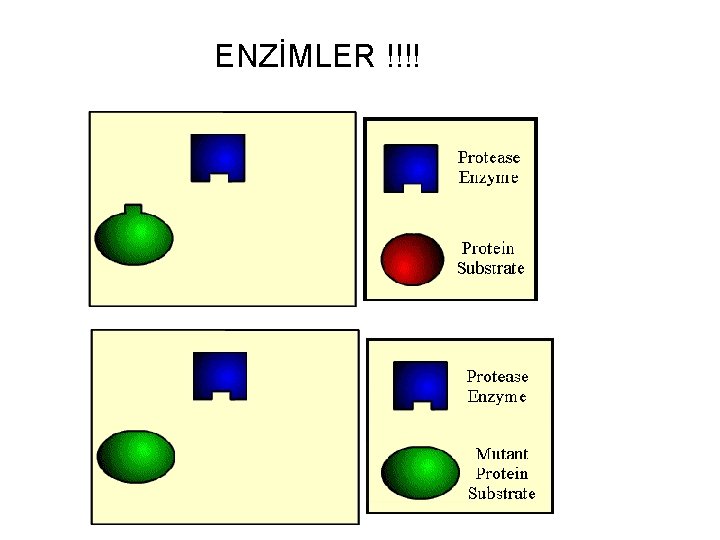 ENZİMLER !!!! 