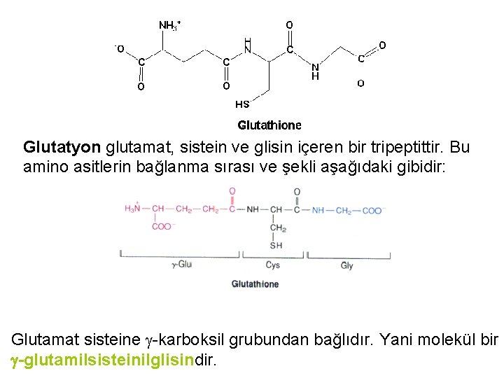 Glutatyon glutamat, sistein ve glisin içeren bir tripeptittir. Bu amino asitlerin bağlanma sırası ve