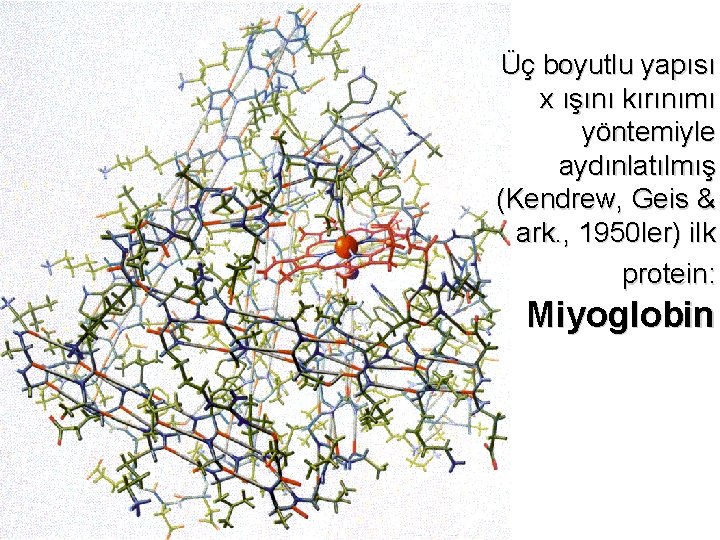 Üç boyutlu yapısı x ışını kırınımı yöntemiyle aydınlatılmış (Kendrew, Geis & ark. , 1950