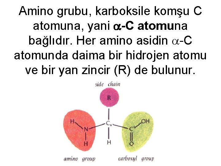 Amino grubu, karboksile komşu C atomuna, yani -C atomuna bağlıdır. Her amino asidin -C