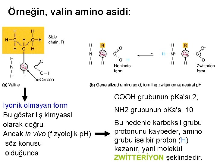 Örneğin, valin amino asidi: COOH grubunun p. Ka’sı 2, İyonik olmayan form Bu gösteriliş