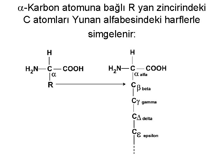  -Karbon atomuna bağlı R yan zincirindeki C atomları Yunan alfabesindeki harflerle simgelenir: 
