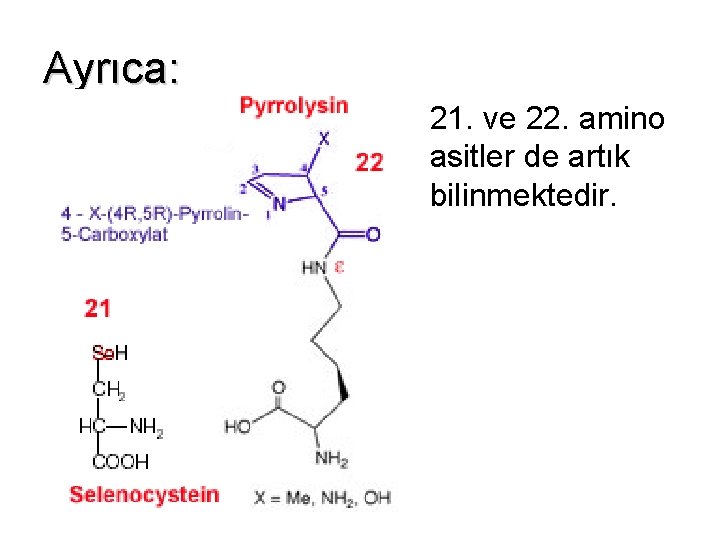 Ayrıca: 21. ve 22. amino asitler de artık bilinmektedir. 